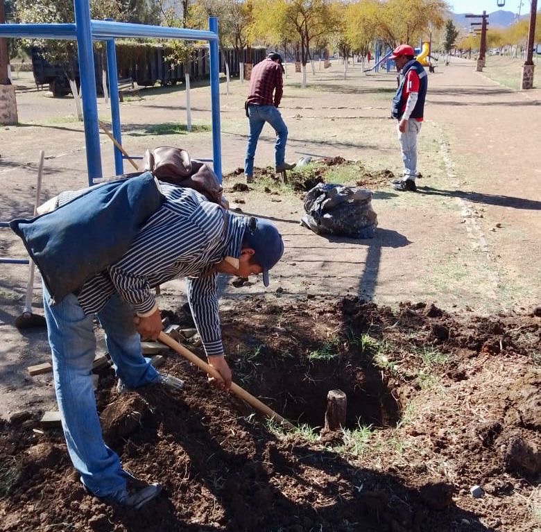 Combate Gobierno de Parral plagas en el Parque de la Estación