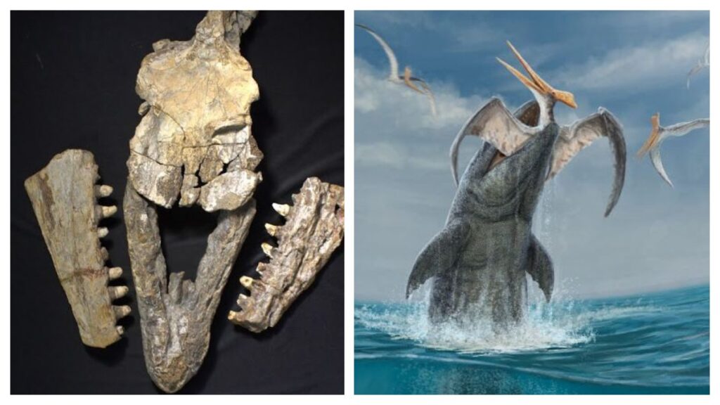 Descubren en Coahuila una nueva especie de mosasaurio de hace 70 millones de años
