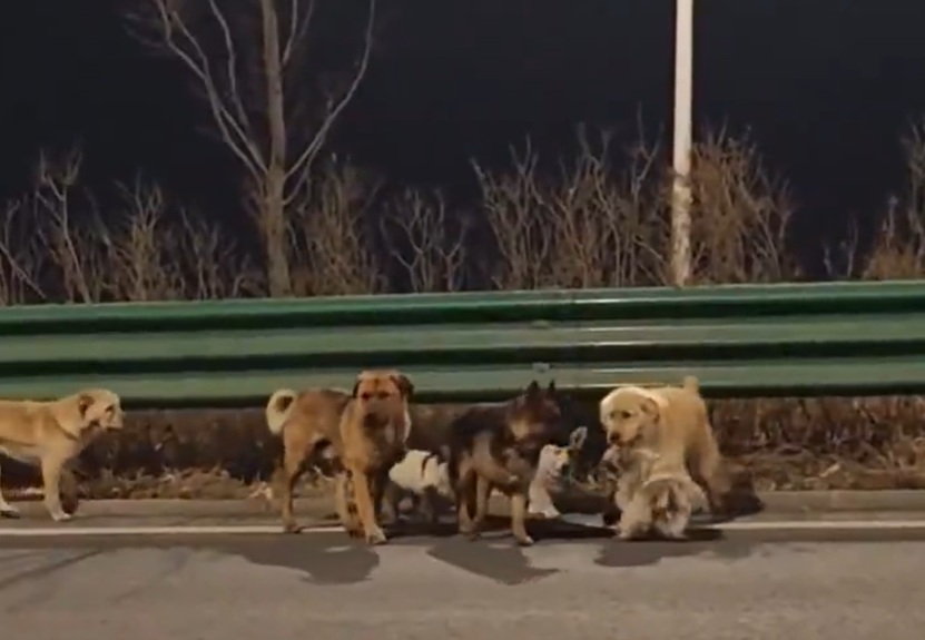 Siete perros escapan de fábrica de carne y se vuelven virales
