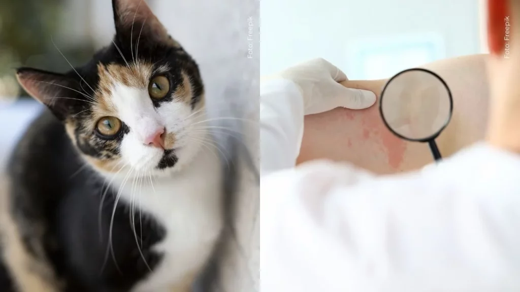 Descubren peligroso hongo transmitido de gatos a humanos