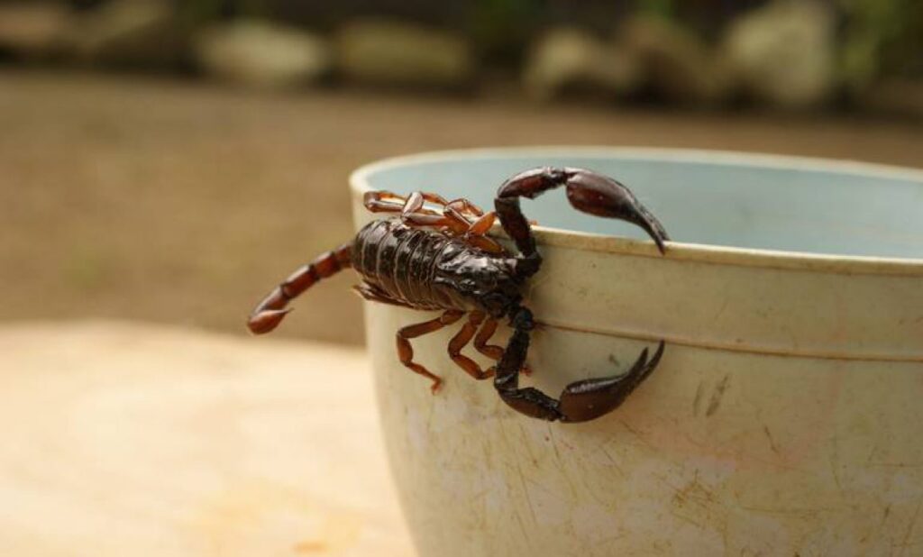Alacranes en México: Estos son los Estados con los más peligrosos