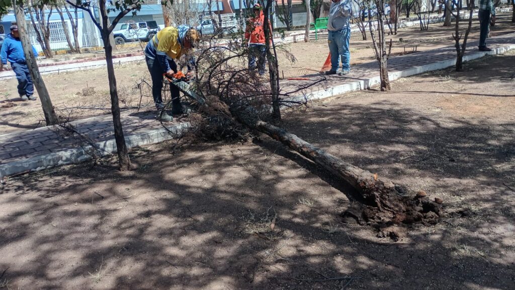 Árboles caídos por fuertes vientos en Durango generaron 20 reportes atendidos