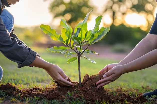 Plantar Árboles: Una solución natural contra el calor urbano