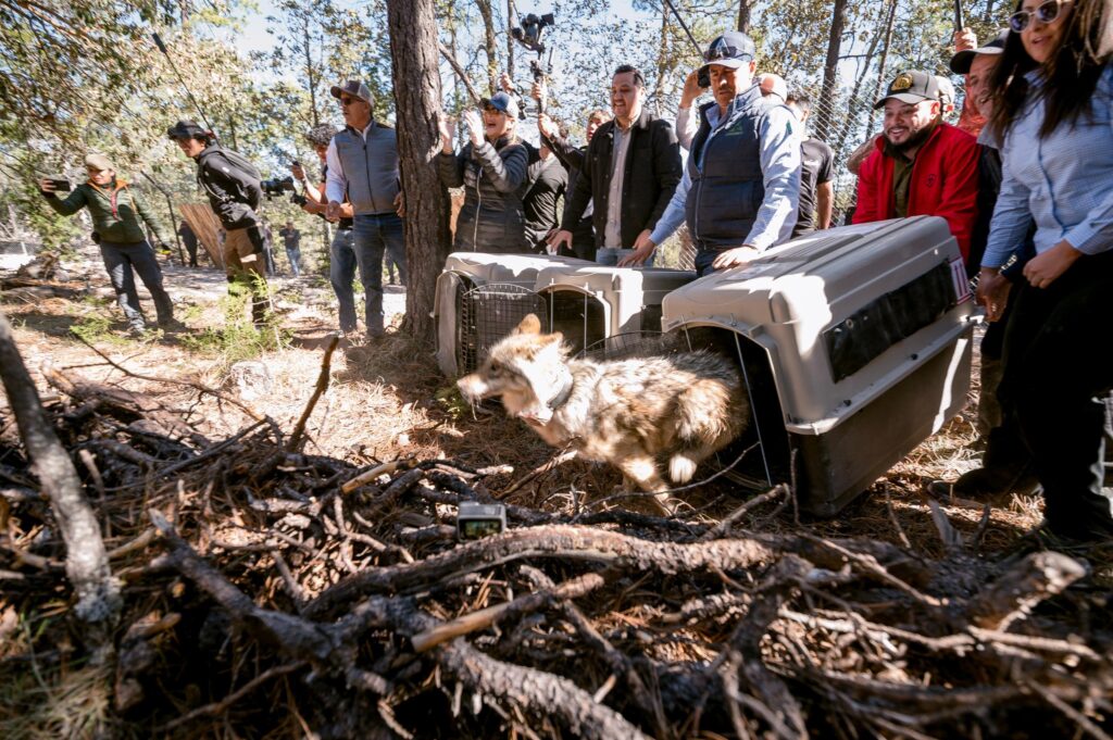 Llega segunda manada de lobo mexicano a Durango; avanza proceso de reintroducción
