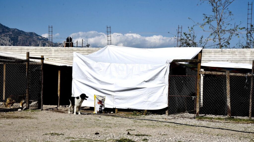 Mejoran condiciones para perritos del albergue “Dejando Huella NI”