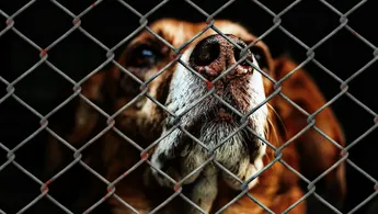 Detienen a joven que asesinó a 100 perros durante una transmisión en vivo