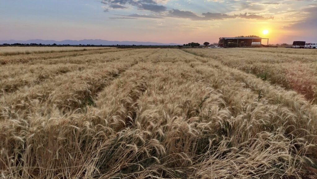 Guerra en Medio Oriente podría encarecer fertilizantes y granos