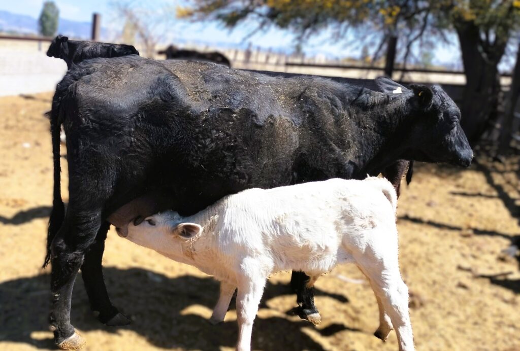 Estiaje obliga a ganaderos de Durango a reducir vacas para evitar pérdidas