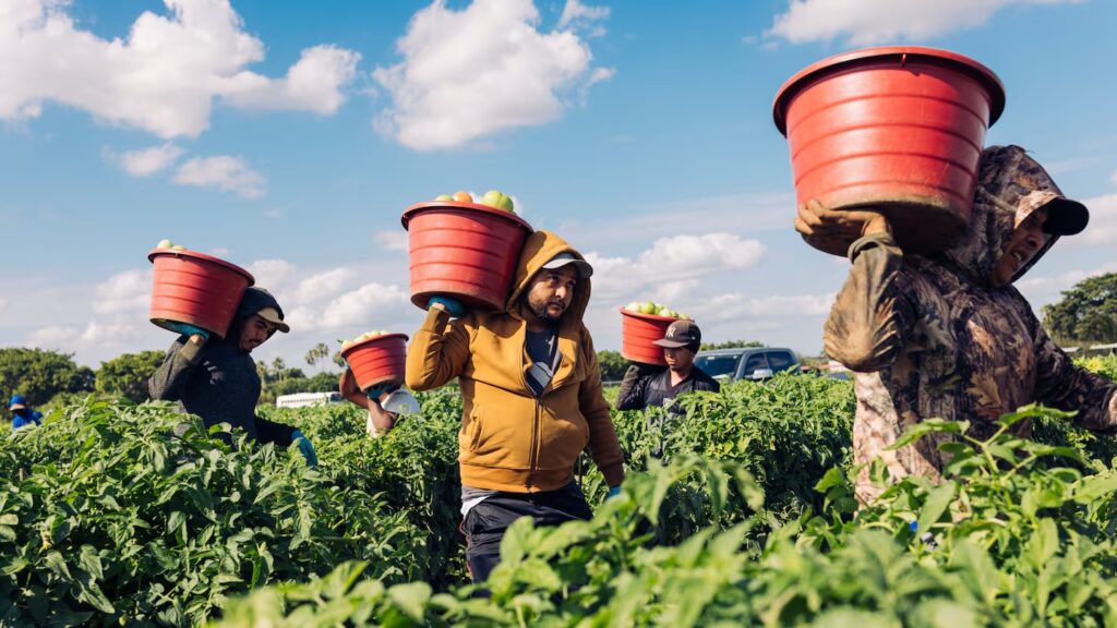 Estados Unidos recurre a trabajadores migrantes ante crisis de mano de obra agrícola