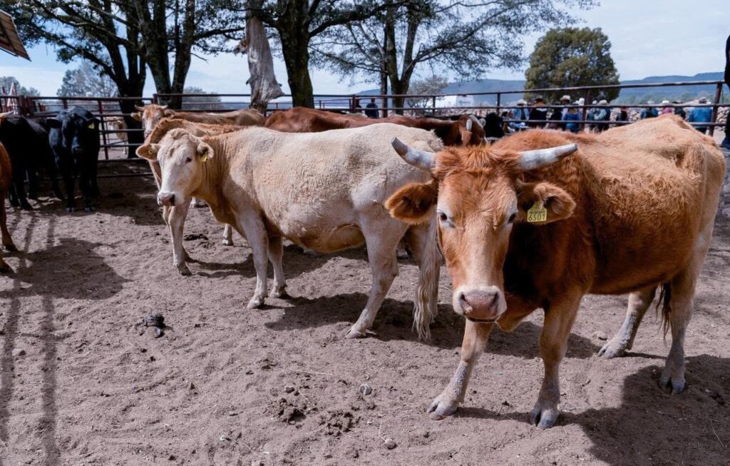 Combatir la garrapata, clave para mantener sano el ganado rumbo al estiaje en Durango