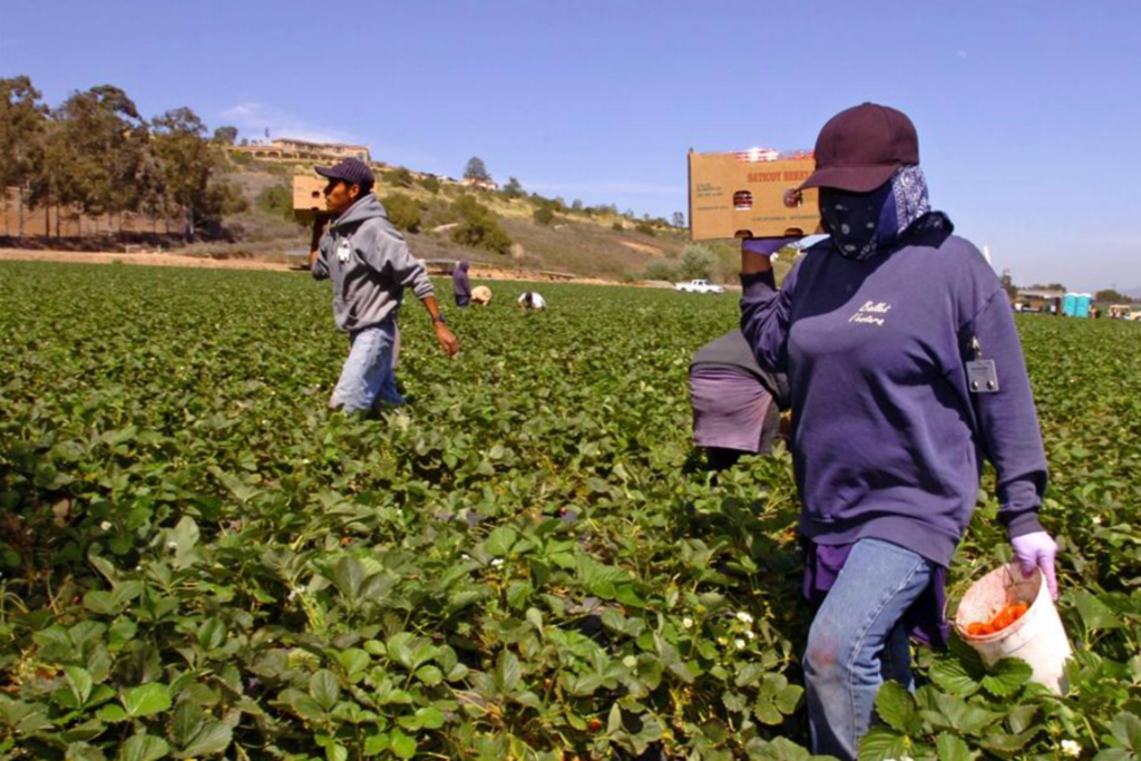 EU ampliará visas agrícolas, pero con sueldos más bajos