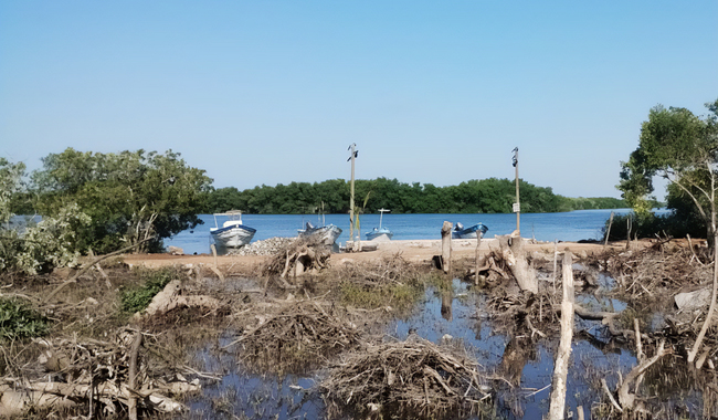 Denuncia PROFEPA daños al ecosistema de humedales en San Blas