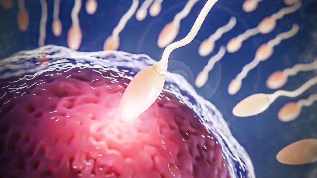 Menos abstinencia, mejor fertilidad: lo que dice la ciencia