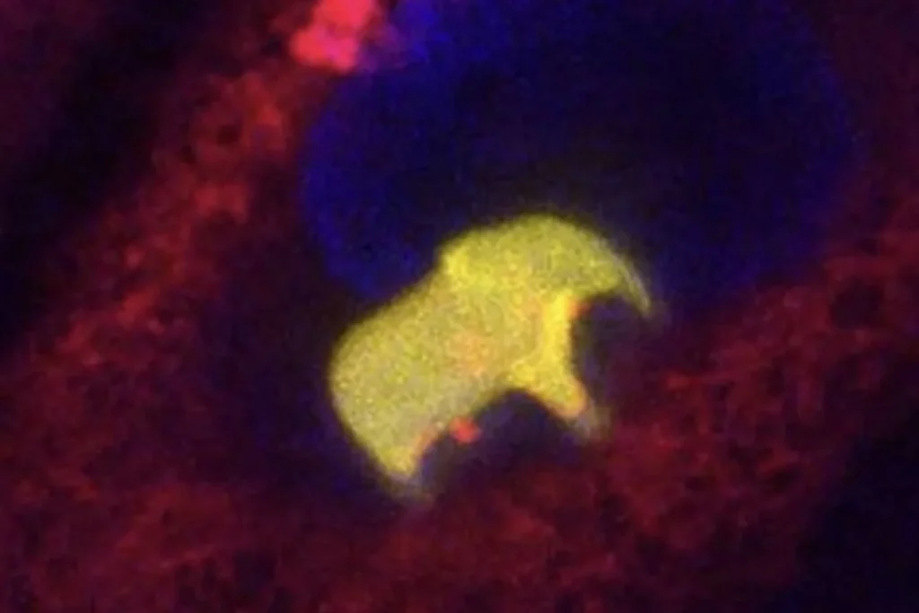 Ingeniería Intracelular: Un elefante en una célula humana