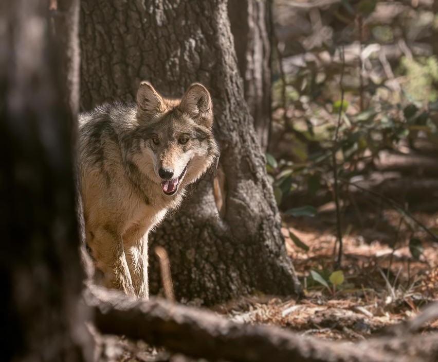 Lobo mexicano regresa a los bosques de Durango tras más de 50 años de ausencia