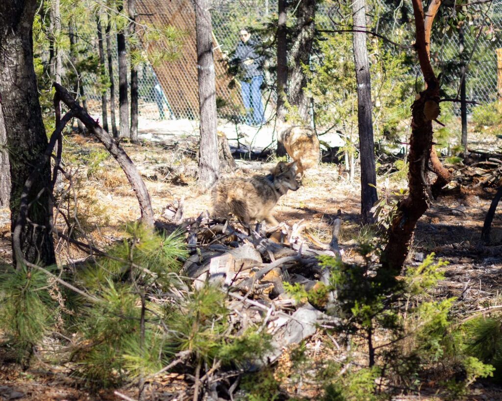 Tepehuanes recibe al lobo mexicano; llaman a proteger esta especie en peligro de extinción