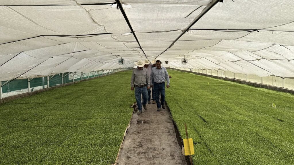 Impulsan Desarrollo del Campo con Plántula de Chile en Poanas