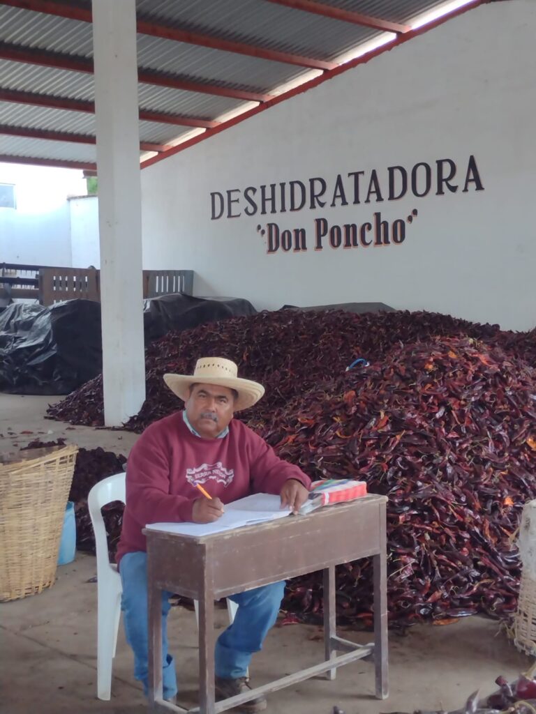 Chile criollo mantiene viva la tradición agrícola en Durango