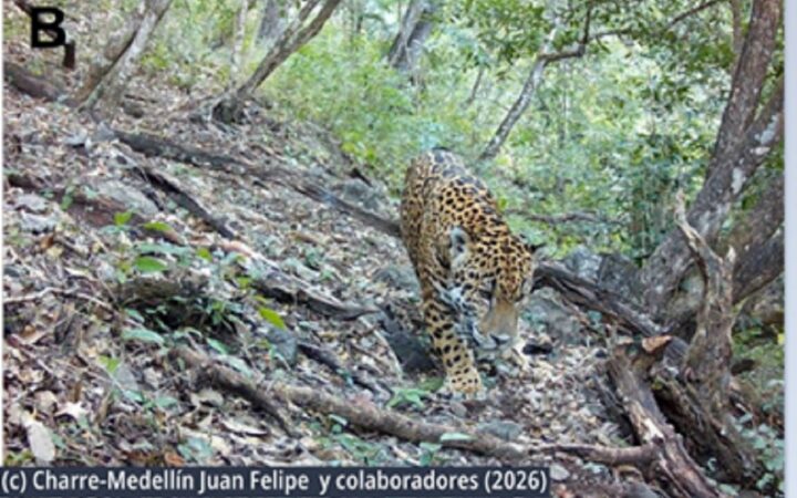 ¿Un jaguar en Guanajuato? Captan a un felino tras años de monitoreo
