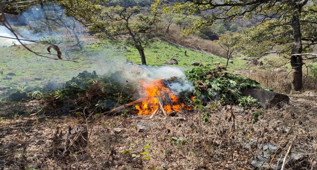Navarro Quintero da seguimiento a operativos de seguridad en Nayarit; reportan detenciones y aseguramientos