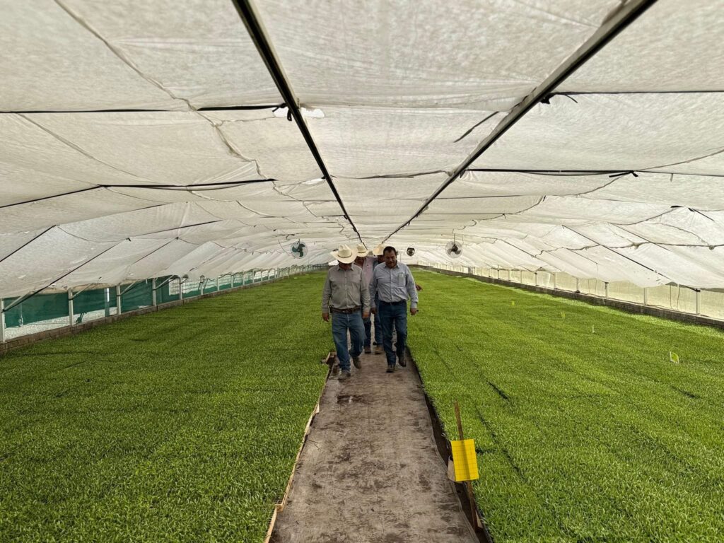 Cultivo de chile podría generar más empleo en el campo de Durango