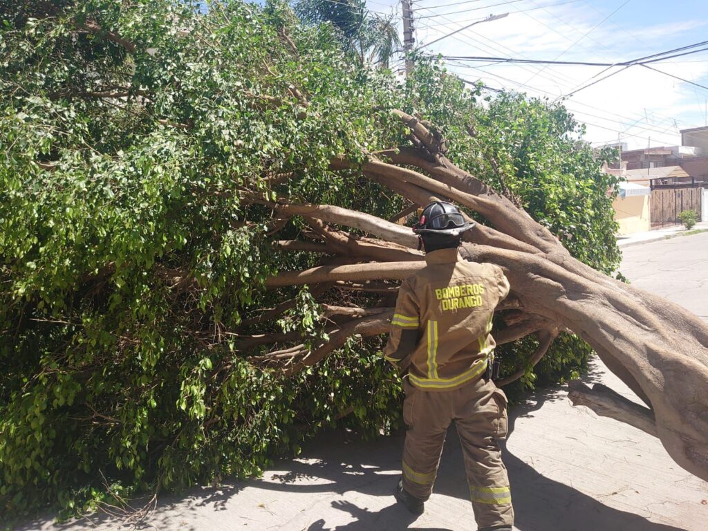 Alerta Protección Civil por caída de árboles en las calles de Durango; cierran los parques