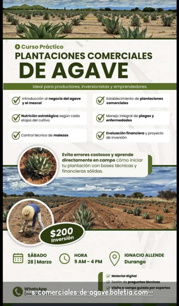 Ofrecen curso práctico sobre plantaciones comerciales de agave en Guadalupe Victoria