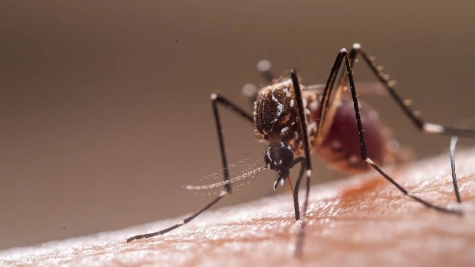México desarrolla algoritmo con IA para prevenir brotes de dengue