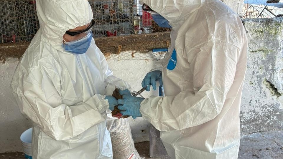 Arranca ASICA Jalisco vacunación gratuita contra Newcastle en aves de traspatio