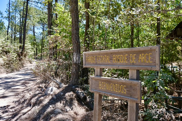 Inauguran sendero interpretativo en el Bosque de Arce para fortalecer su conservación
