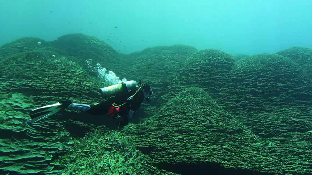 Hallan un extraordinario megacoral de 2,000 años en las Islas Marianas