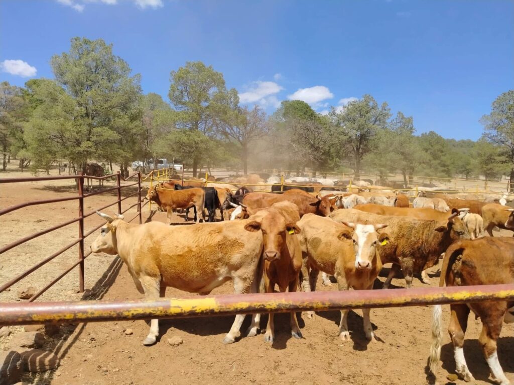 Durango blinda su ganadería por gusano barrenador; Villegas alerta riesgo en humanos