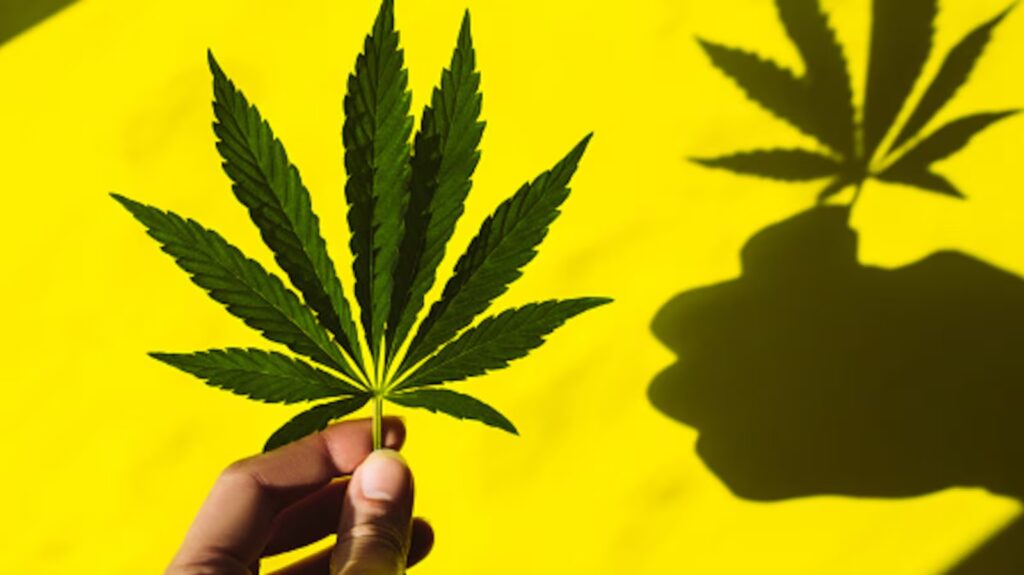 Colectivos exigen al Senado retomar debate sobre cannabis en México