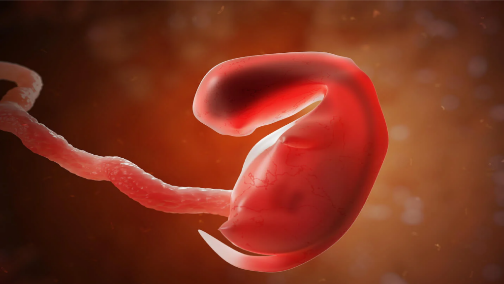 Aborto : tipos, causas y qué dice la ley hoy