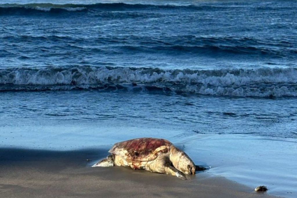 Derrame petrolero afecta 81 playas del Golfo de México