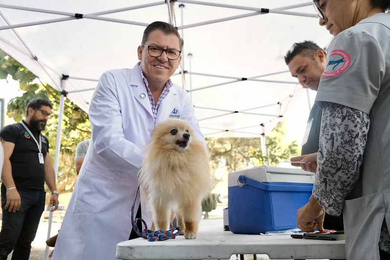 Jalisco cumple 31 años sin rabia humana por transmisión canina; refuerzan vacunación gratuita