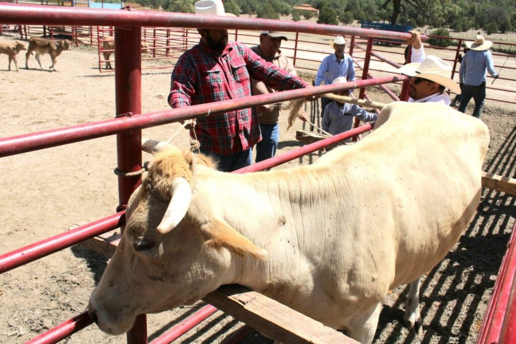 Desarrollo Rural refuerzan baños garrapaticidas en ejidos para proteger ganado