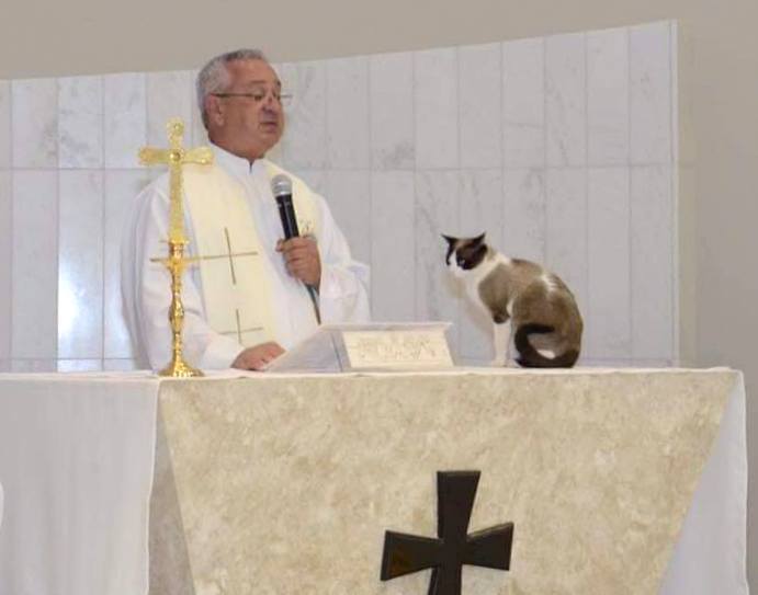 Un gato devoto sorprende a una comunidad por asistir a misa todos los domingos