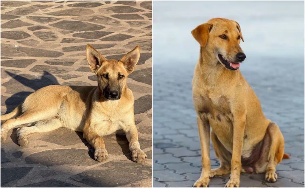 “Caramelo», declaran al perro amarillo mexicano como símbolo 100% nacional