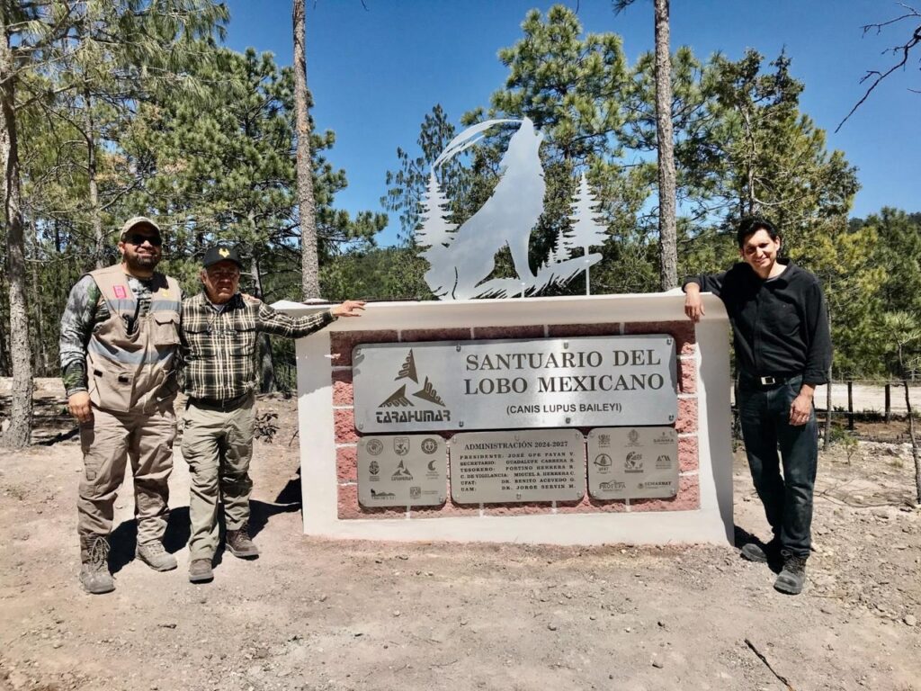 Regresa el lobo gris mexicano a su casa tras más de medio siglo de ausencia