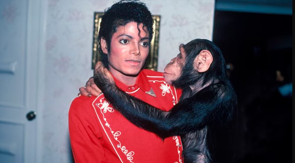 Revelan cómo vive hoy Bubbles el chimpancé de Michael Jackson