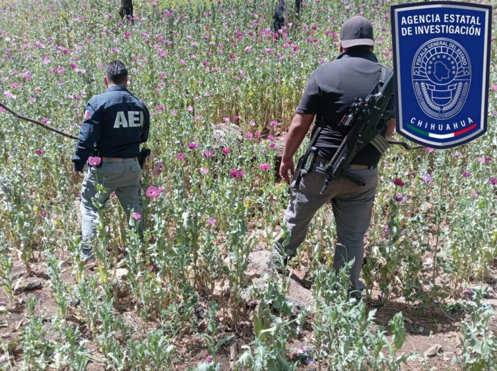 Arrasan sembradío de amapola en Guadalupe y Calvo