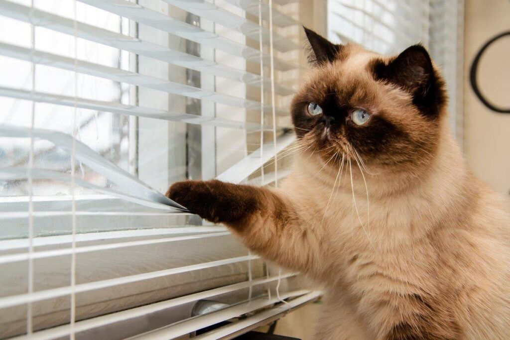 NO deberías de dejar a tu gato solo tanto tiempo: Esto dice la ciencia