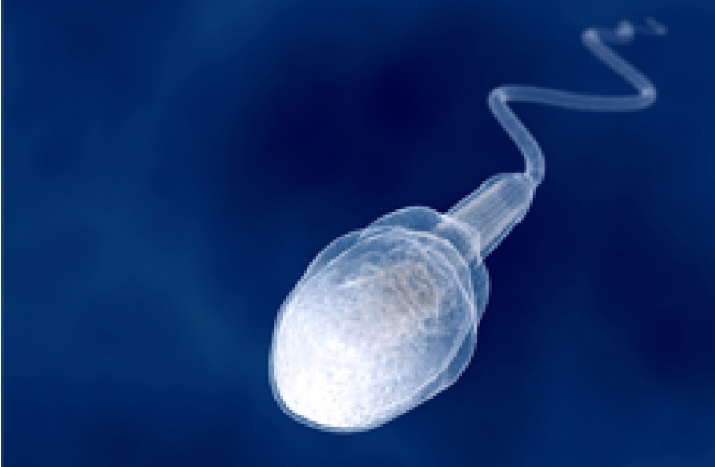 La forma sí importa: el detalle que define la fertilidad masculina