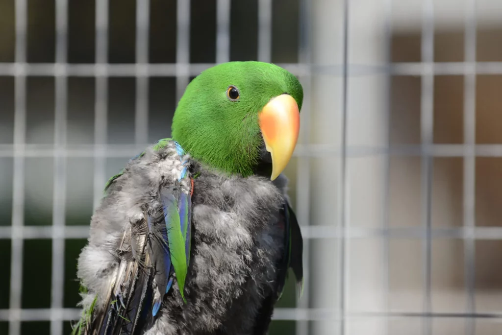 Evolución animal: Aves se quedan sin plumas para combatir el calor extremo
