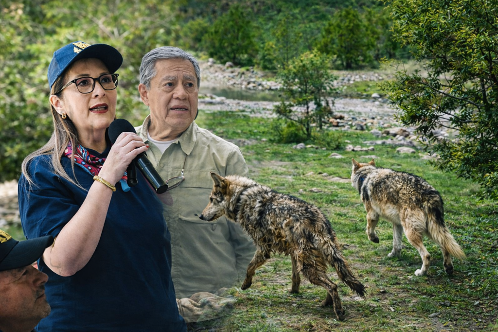 Exterminado por miedo, el lobo mexicano vuelve a Durango para salvar sus bosques