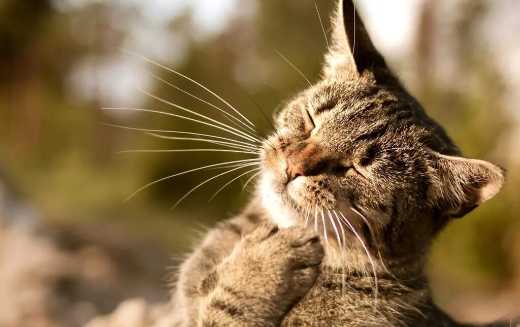 Descubre cómo el sol ayuda a tu gato a ahorrar energía y mejorar su ánimo