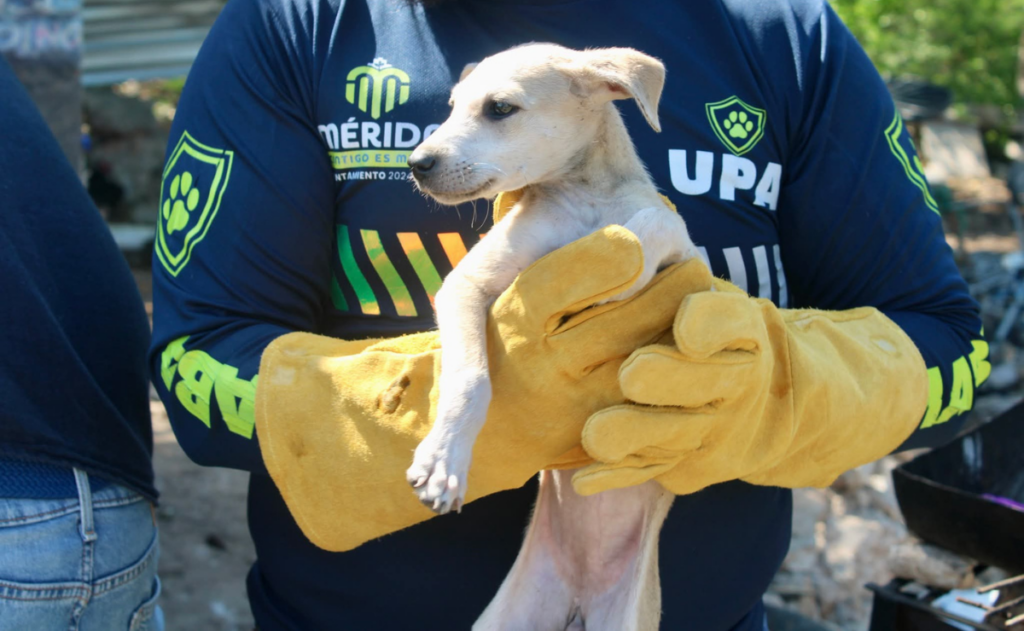 Rescatan 40 animales abandonados en Mérida, Yucatán