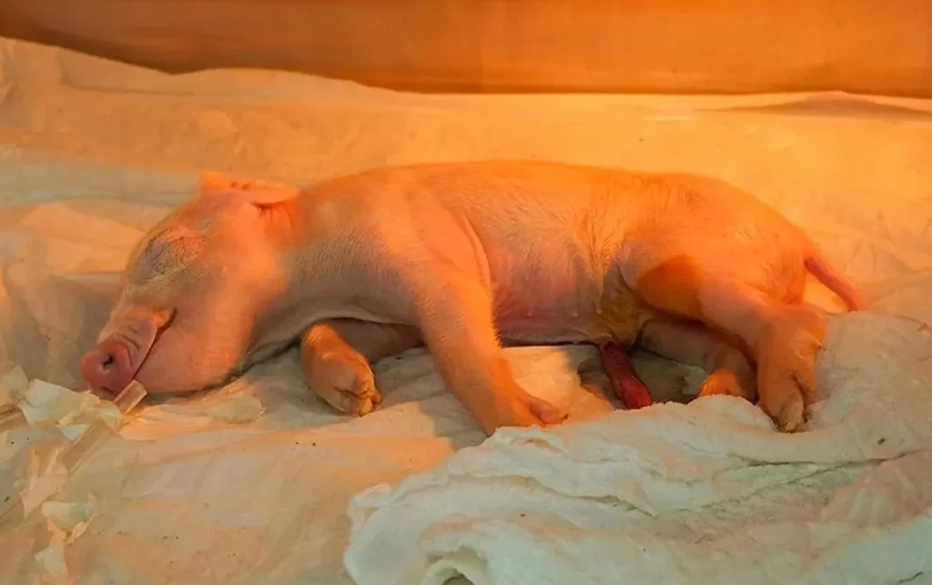 Brasil crea el primer cerdo clonado en Latinoamérica para producir órganos humanos