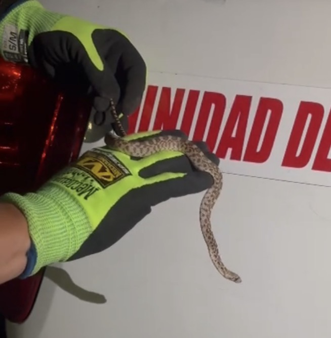 Serpiente sorprende a corredores en el Estadio Olímpico durante rutina de ejercicio